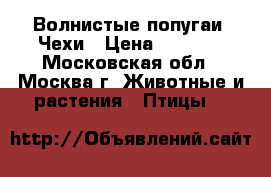 Волнистые попугаи -Чехи › Цена ­ 5 000 - Московская обл., Москва г. Животные и растения » Птицы   